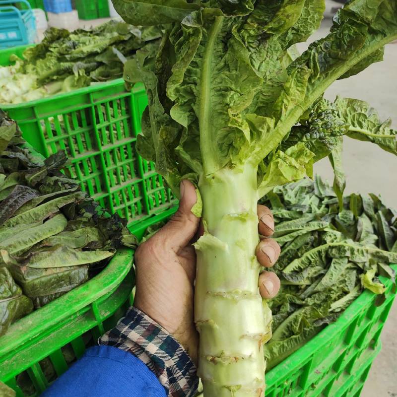 红叶香莴苣青皮青肉50厘米大量供应