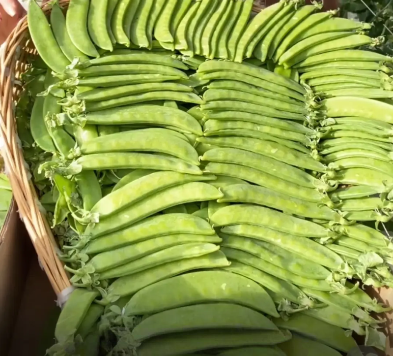 夹豆荷兰豆