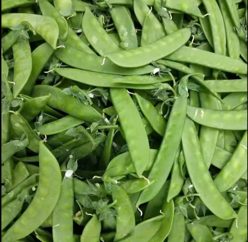 夹豆荷兰豆