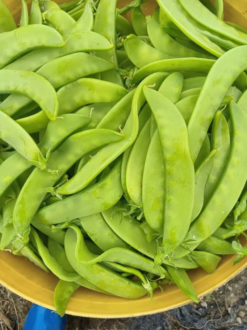 夹豆荷兰豆