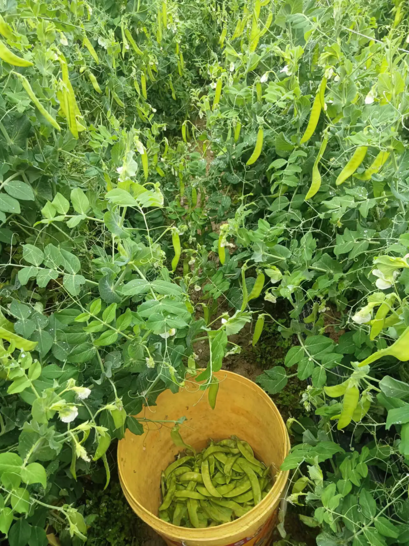 夹豆荷兰豆