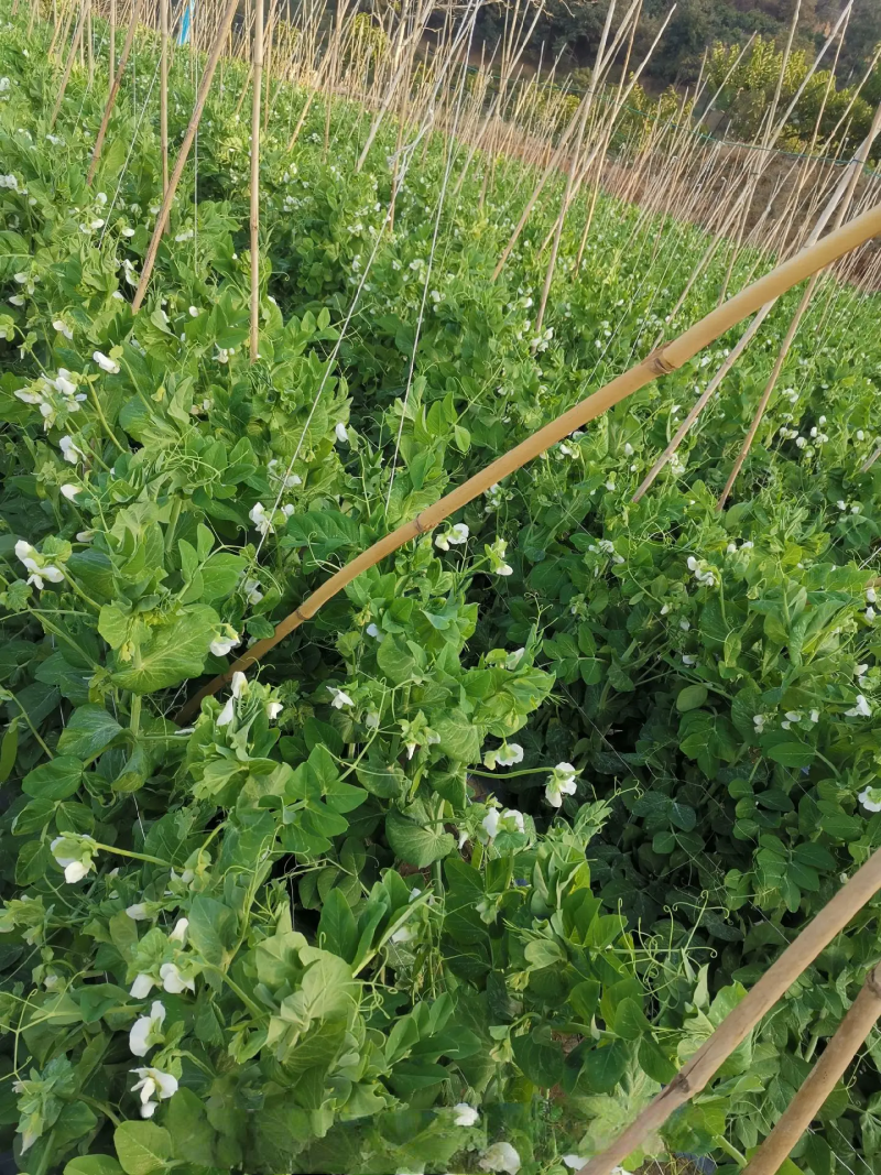 夹豆荷兰豆