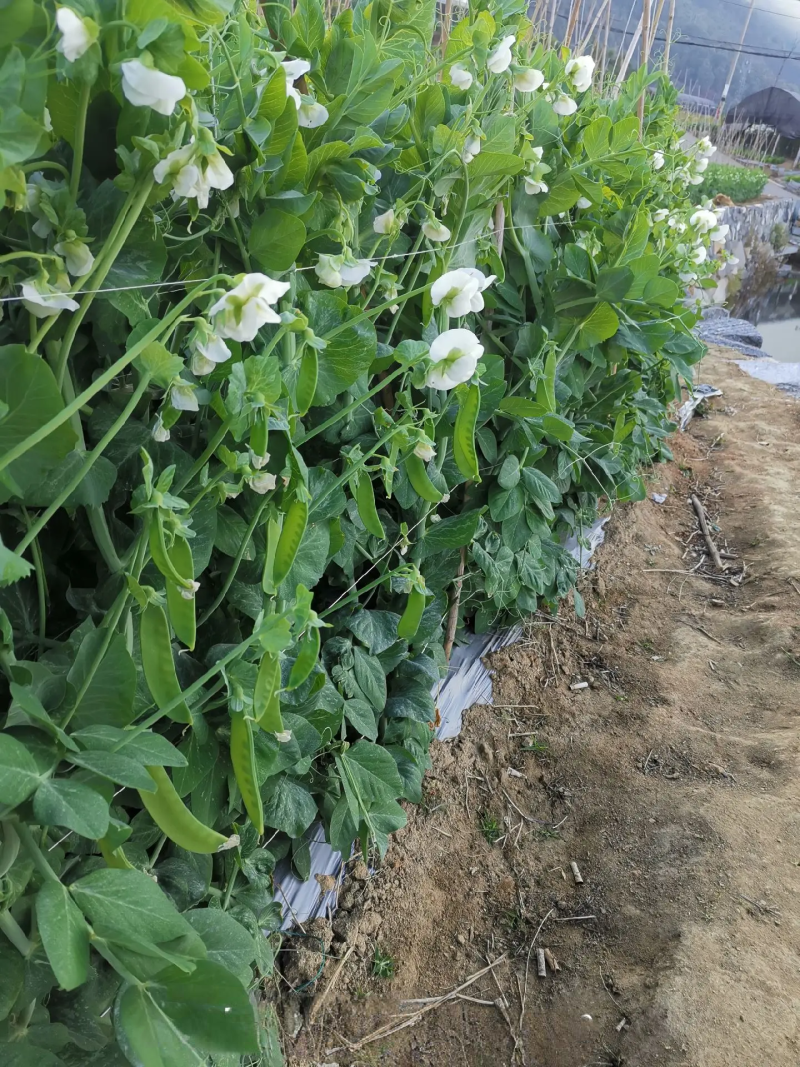 夹豆荷兰豆