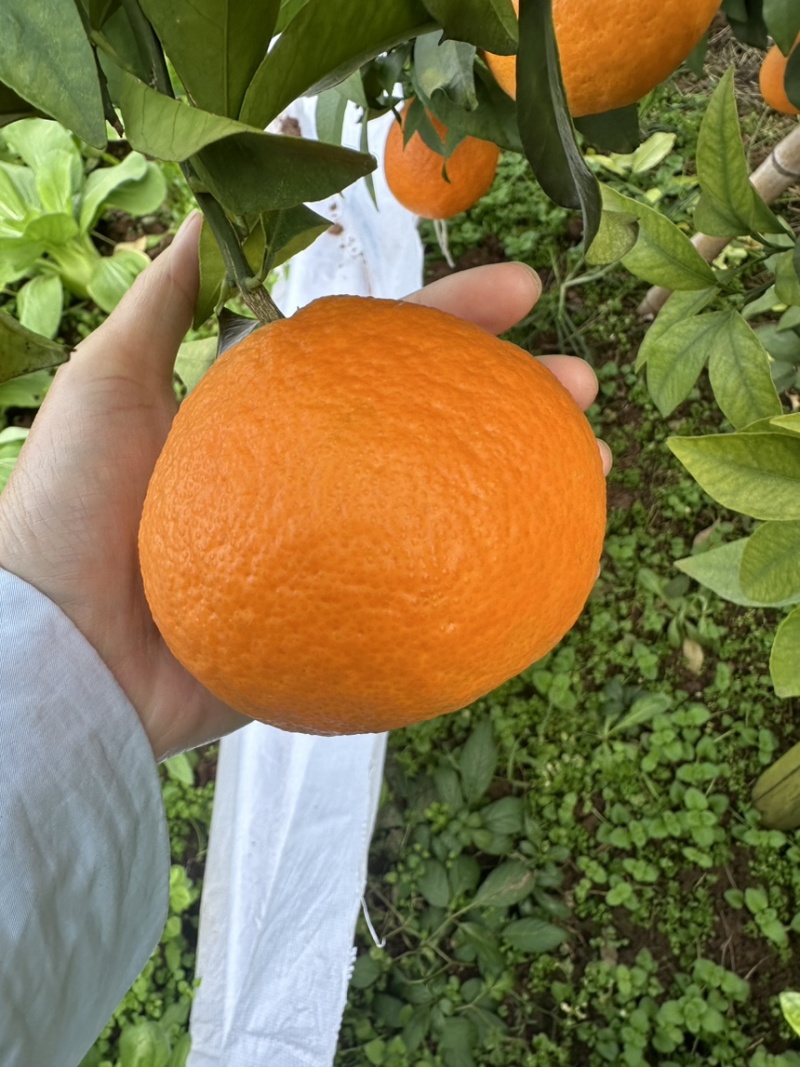 四川宜宾屏山爱媛果冻橙皮薄肉厚可以吸的果冻橙