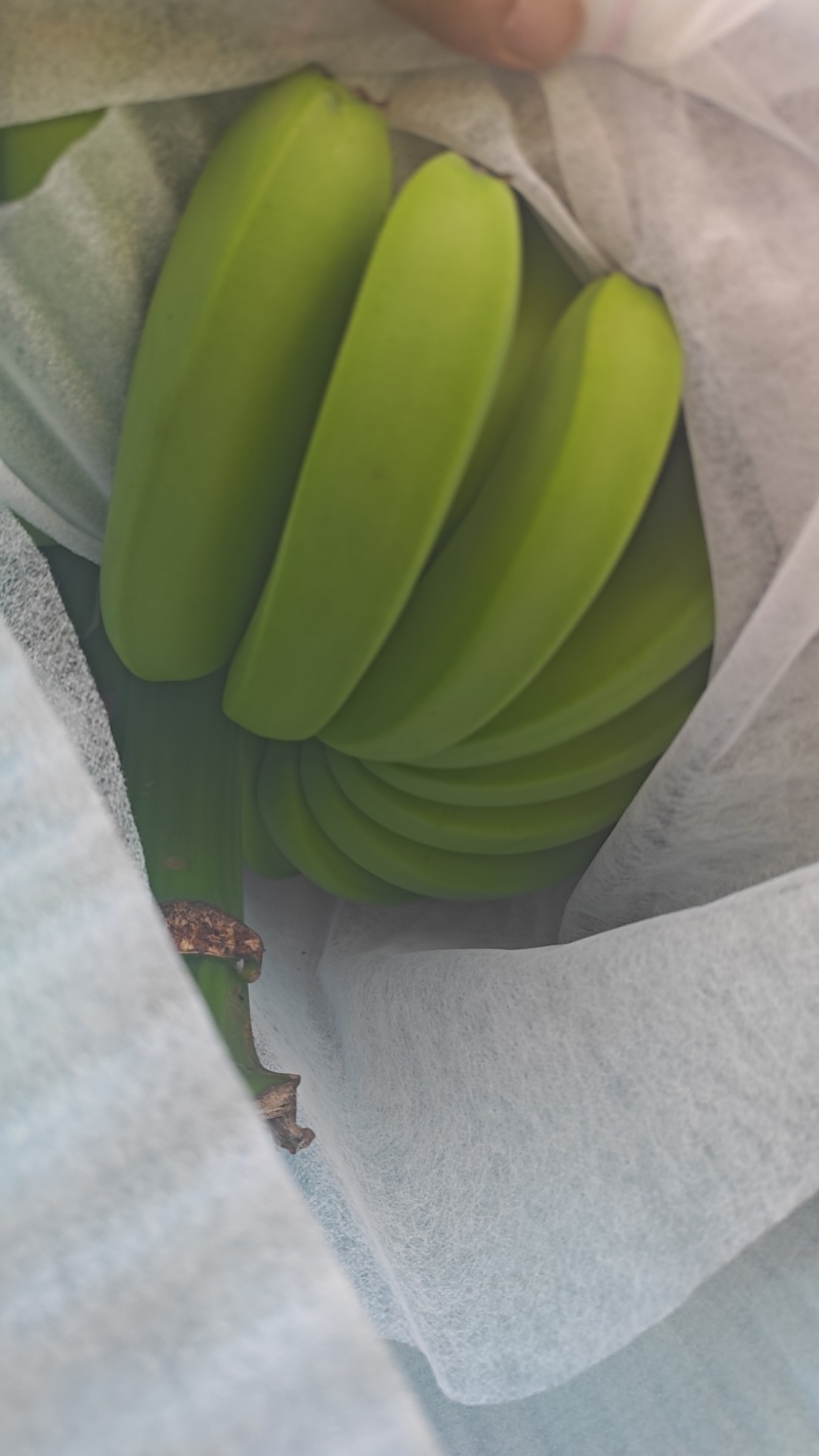 云南山地生态香蕉云南电商**