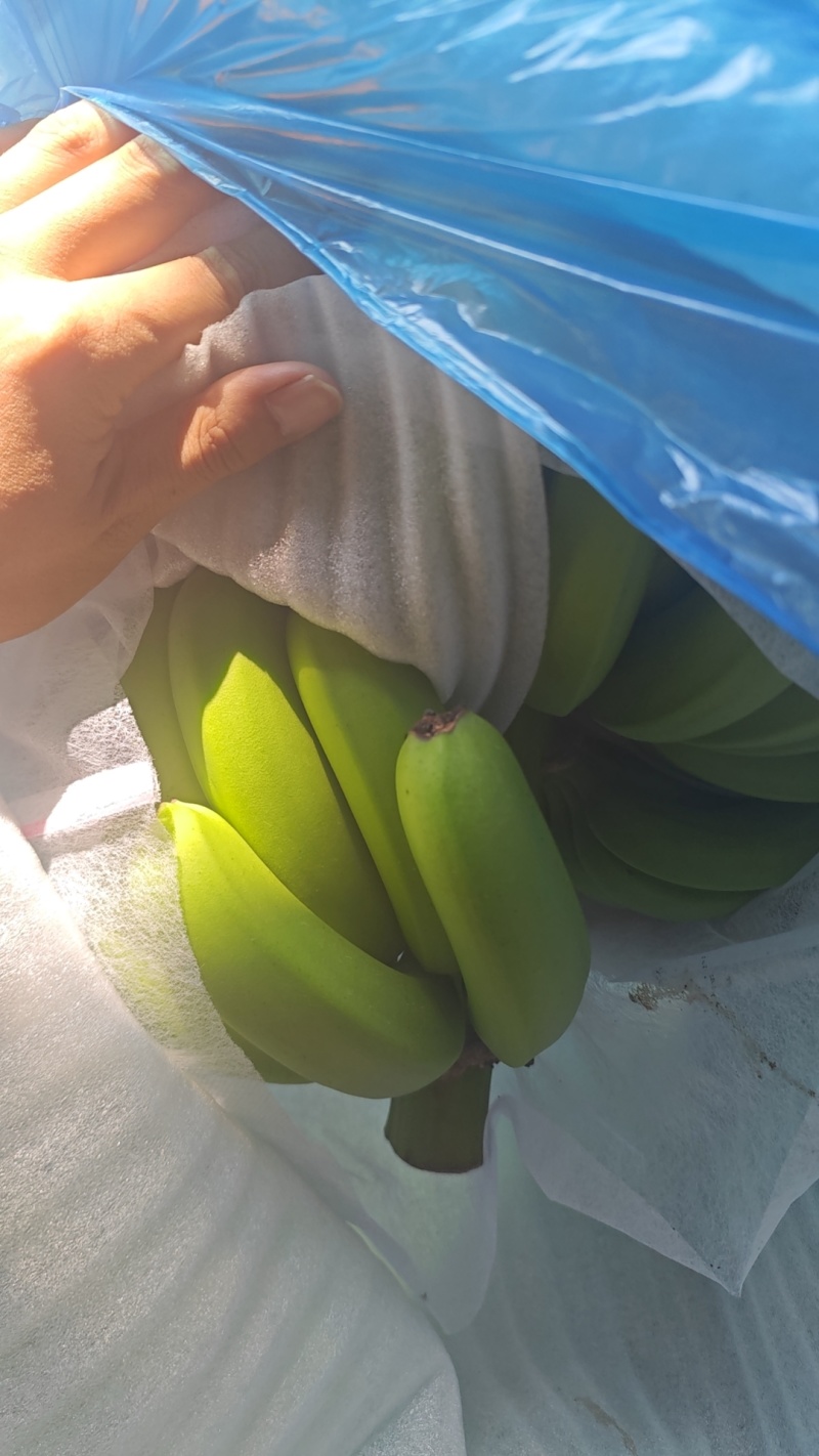 云南山地生态香蕉云南电商**