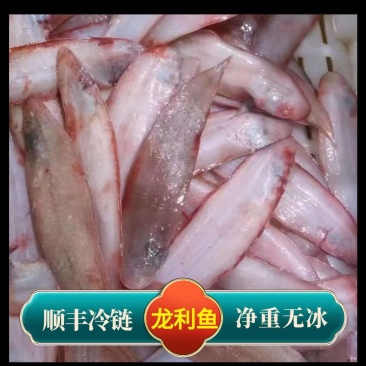 包邮）新鲜海捕龙利鱼鲜活速冻龙利鱼海鲜冷冻水产6斤