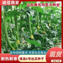 丝瓜种子中绿丝瓜种子绿皮丝瓜种子长度45-50公分
