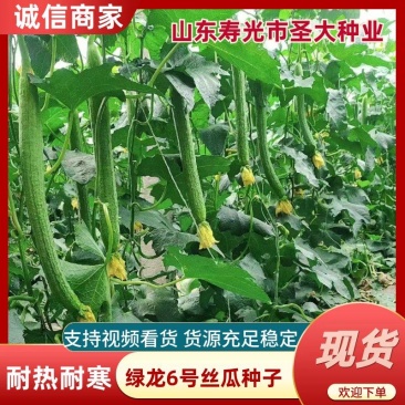 丝瓜种子中绿丝瓜种子绿皮丝瓜种子长度45-50公分