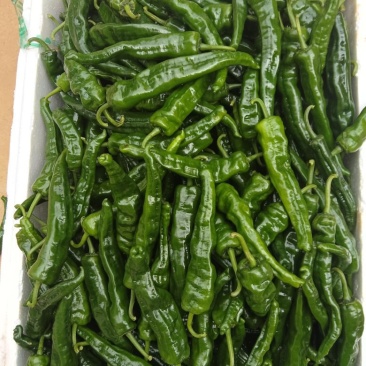 小邹皮椒价格便宜产地，一手货源大量供应一手货源一手产地