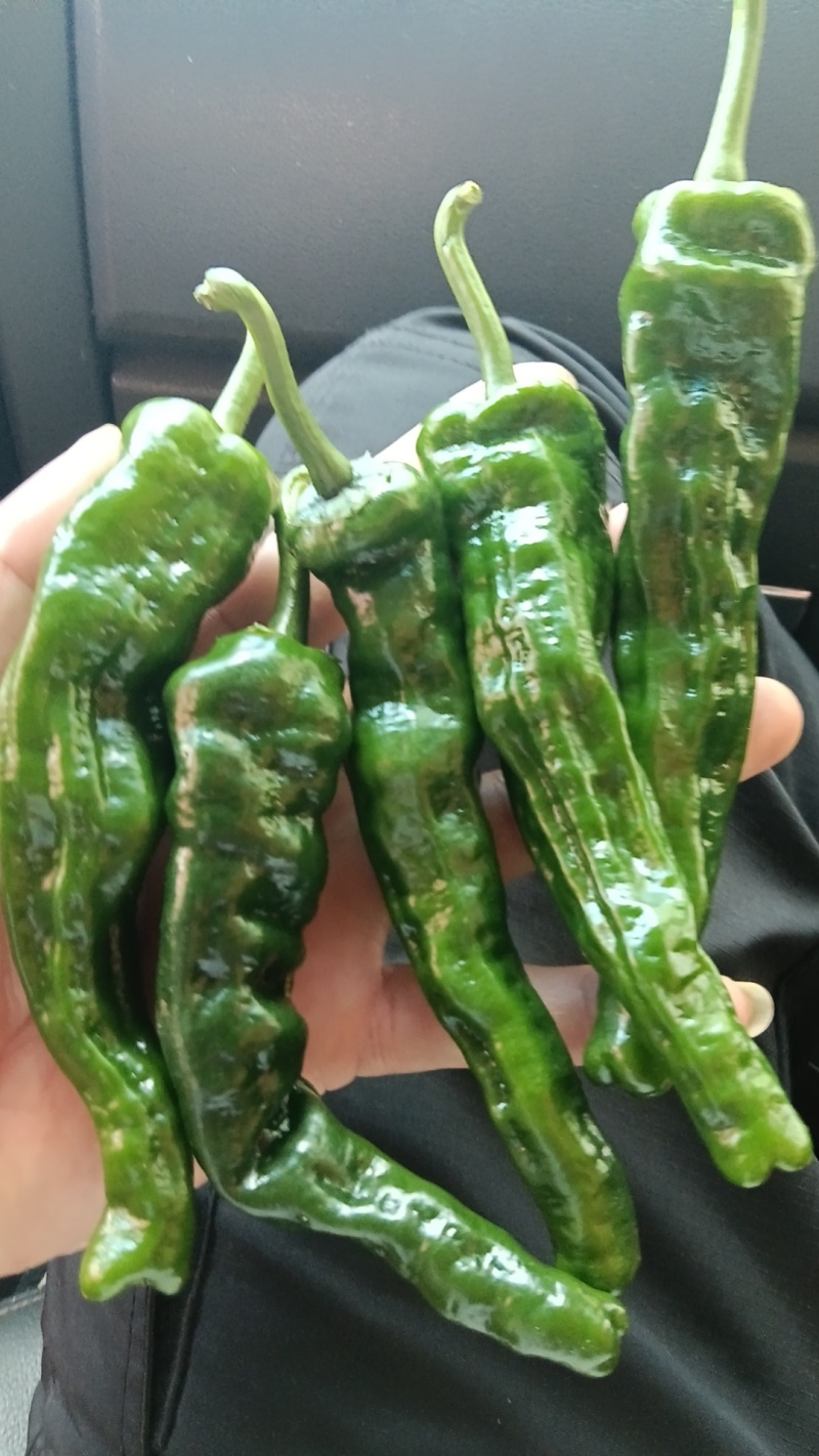 小邹皮椒价格便宜产地，一手货源大量供应一手货源一手产地
