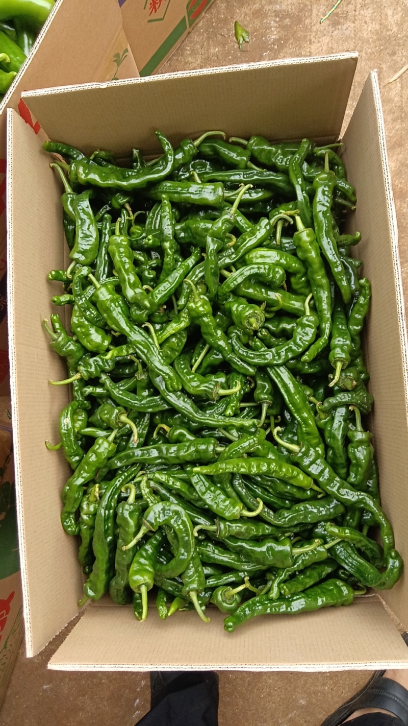 小邹皮椒价格便宜产地，一手货源大量供应一手货源一手产地