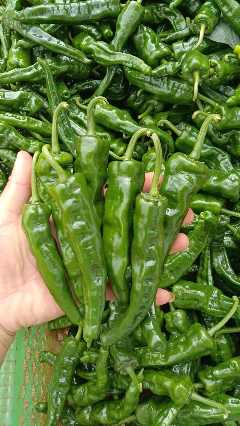 小邹皮椒价格便宜产地，一手货源大量供应一手货源一手产地