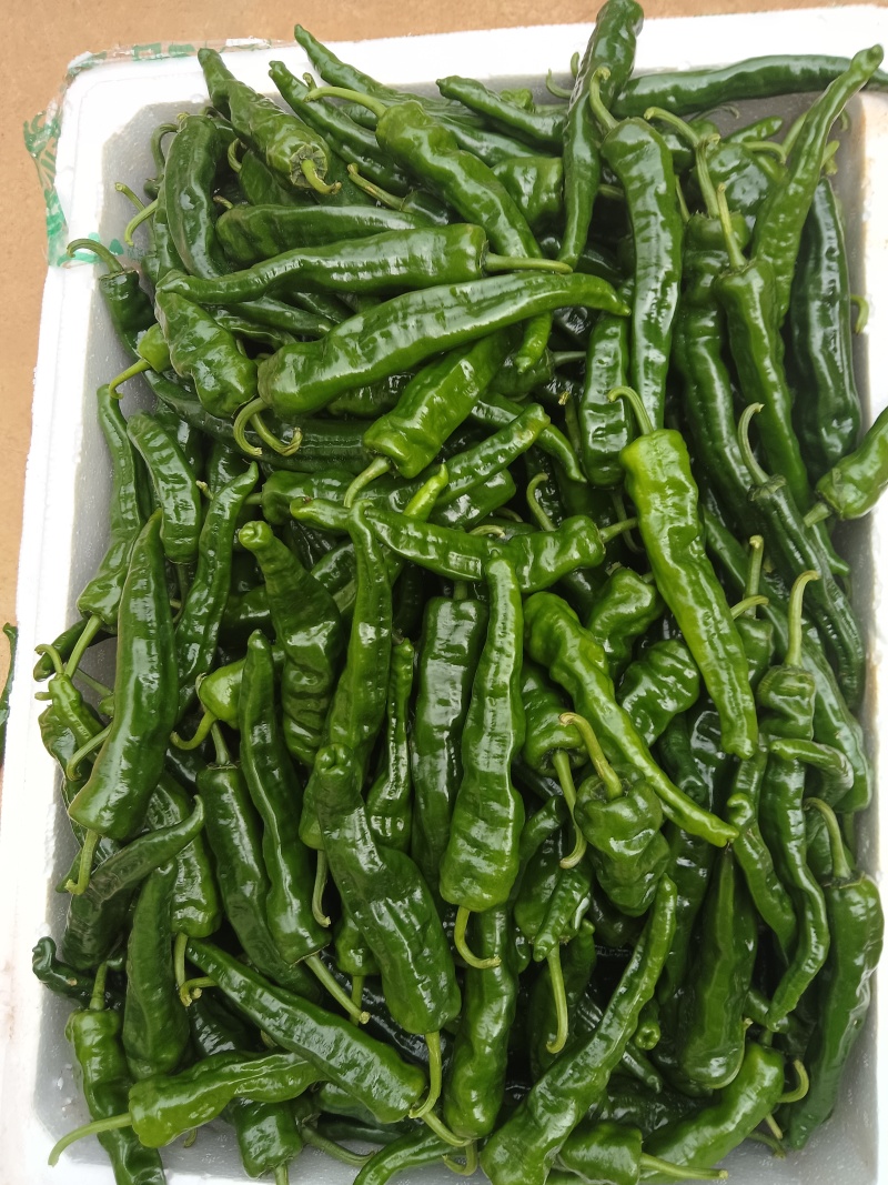 小邹皮椒价格便宜产地，一手货源大量供应一手货源一手产地