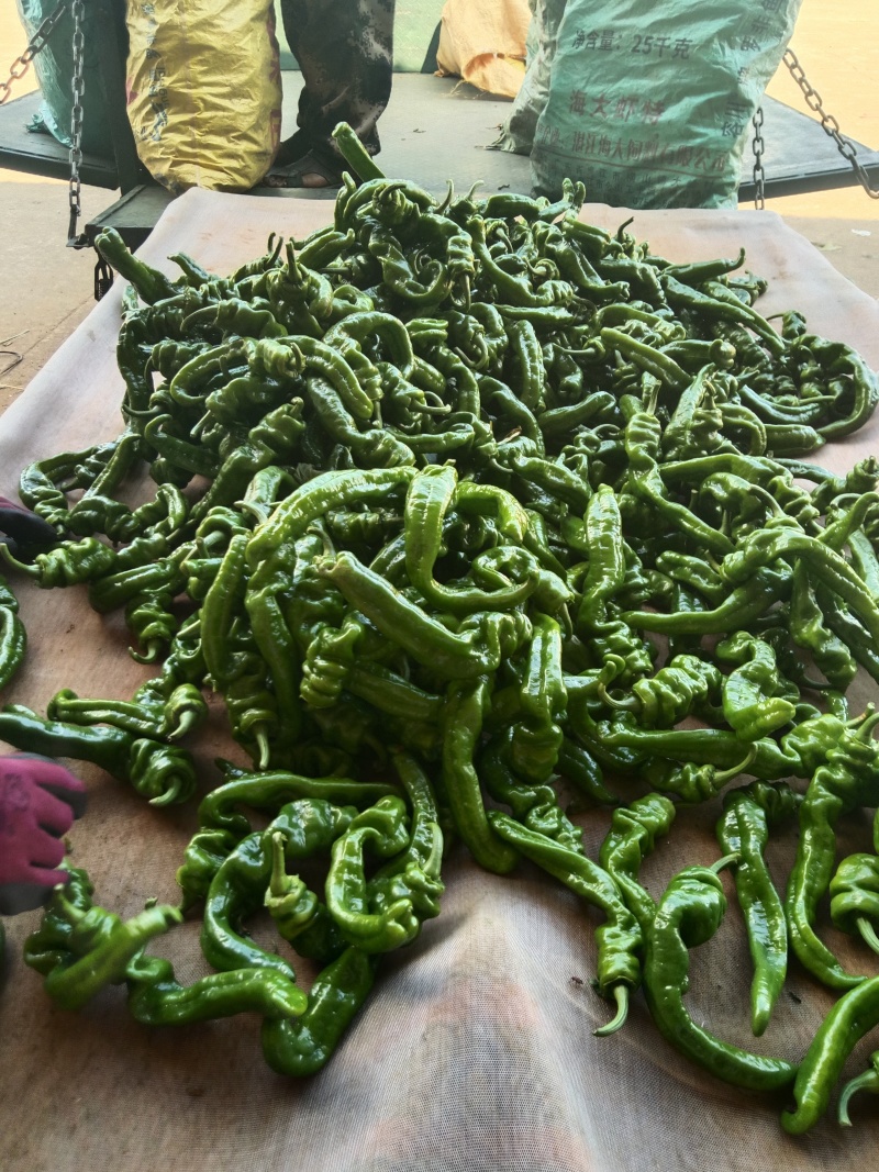 小邹皮椒价格便宜产地，一手货源大量供应一手货源一手产地
