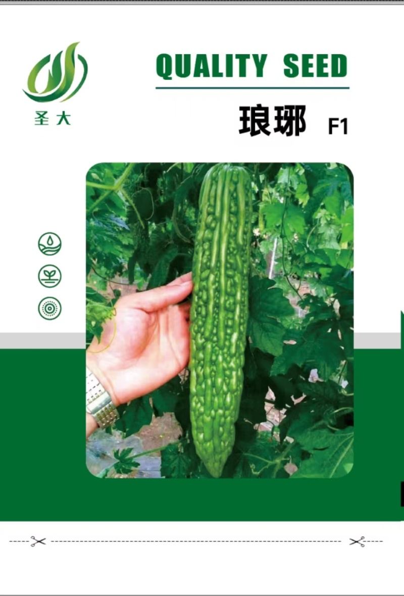 苦瓜种子绿亮苦瓜种子琅琊苦瓜种子