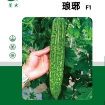 苦瓜种子绿亮苦瓜种子琅琊苦瓜种子