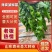 山东寿光皱皮椒苗大果薄皮皱椒四季可种质量保障诚信为本