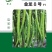 黄线椒种子青线椒种子加长薄皮软皮早熟高产抗病线椒