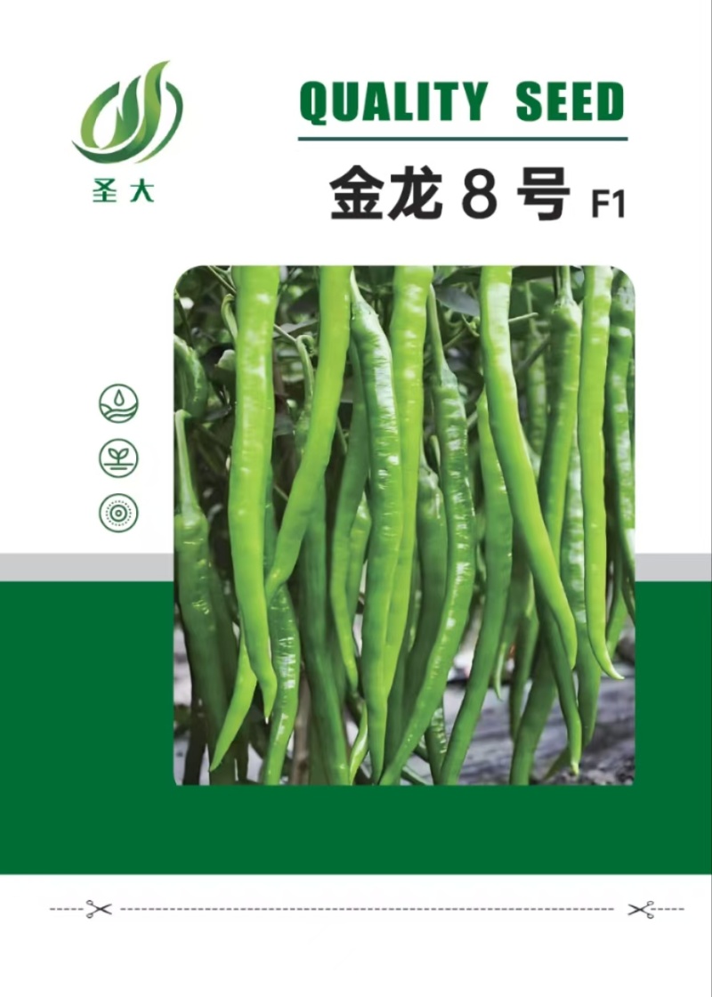 黄线椒种子青线椒种子加长薄皮软皮早熟高产抗病线椒