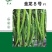 黄线椒种子青线椒种子加长薄皮软皮早熟高产抗病线椒
