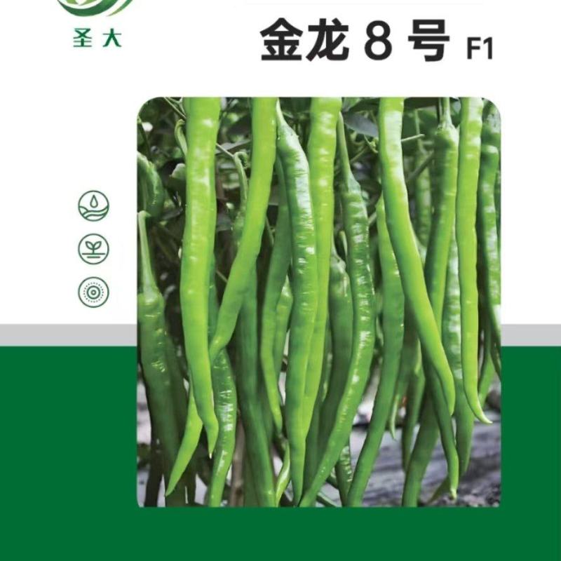 黄线椒种子青线椒种子加长薄皮软皮早熟高产抗病线椒