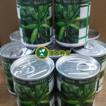 西葫芦种子耐热抗病毒好瓜条顺直绿皮西葫芦种子翠绿油亮西葫