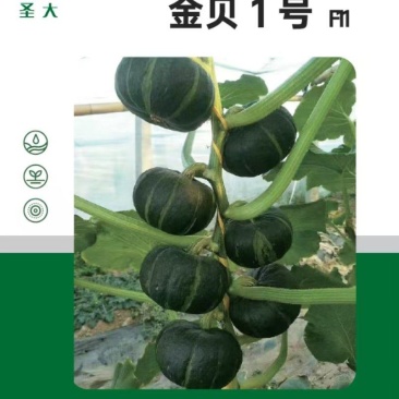 金贝1号贝贝南瓜种子小南瓜种子口感香甜软糯单颗结10个