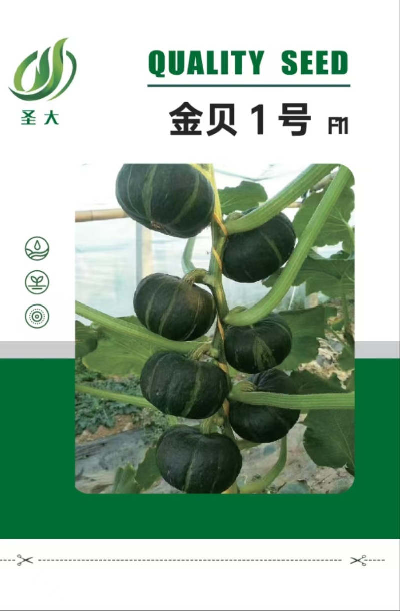金贝1号贝贝南瓜种子小南瓜种子口感香甜软糯单颗结10个