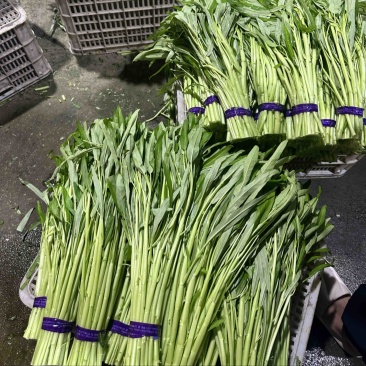 空心菜基地大量采摘，价格便宜一手批发