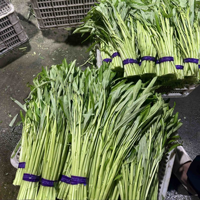 空心菜基地大量采摘，价格便宜一手批发