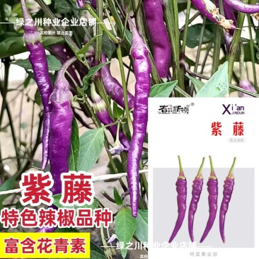 紫藤紫色辣椒种子丰富花青素紫色螺丝美人辣椒种籽香辣