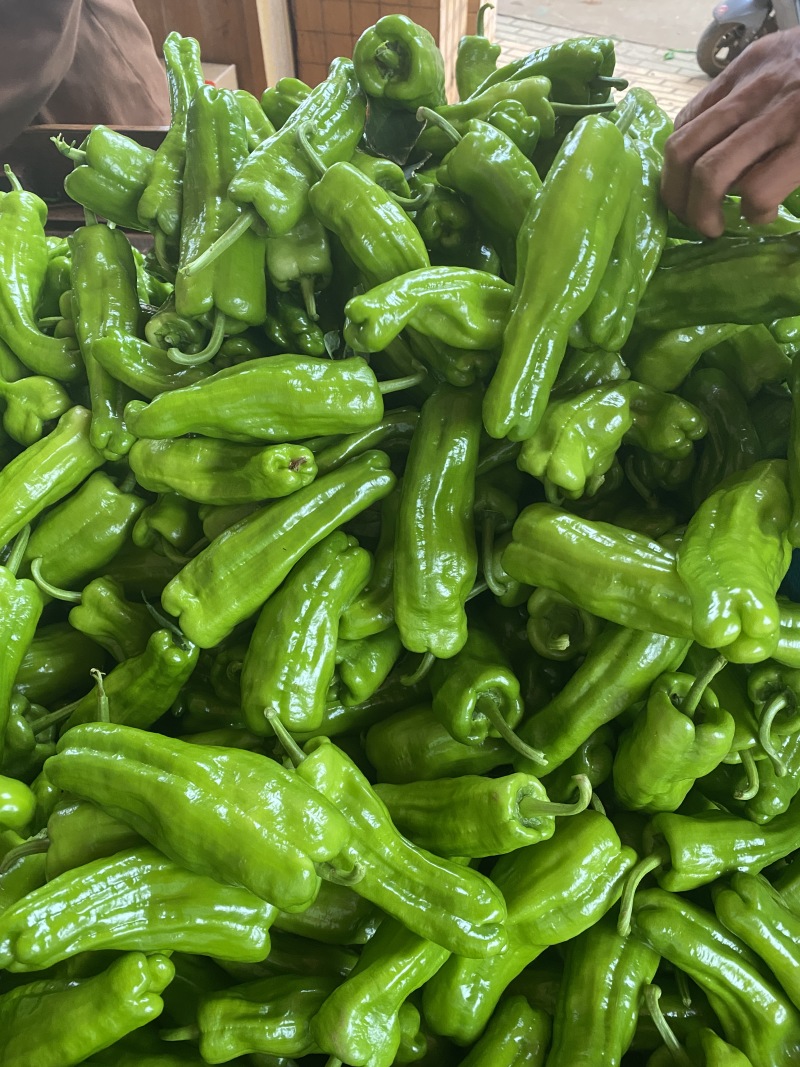 广东徐闻精品芜湖椒泡王大量供应产地直发