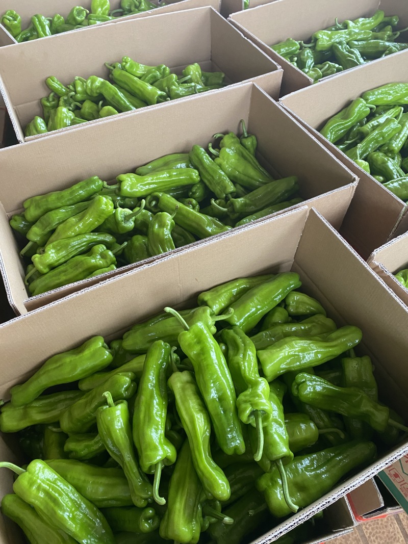 广东徐闻精品芜湖椒泡王大量供应产地直发
