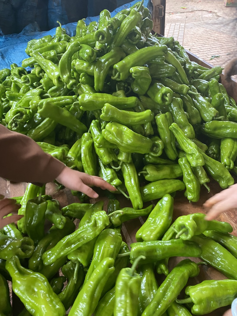 广东徐闻精品芜湖椒泡王大量供应产地直发