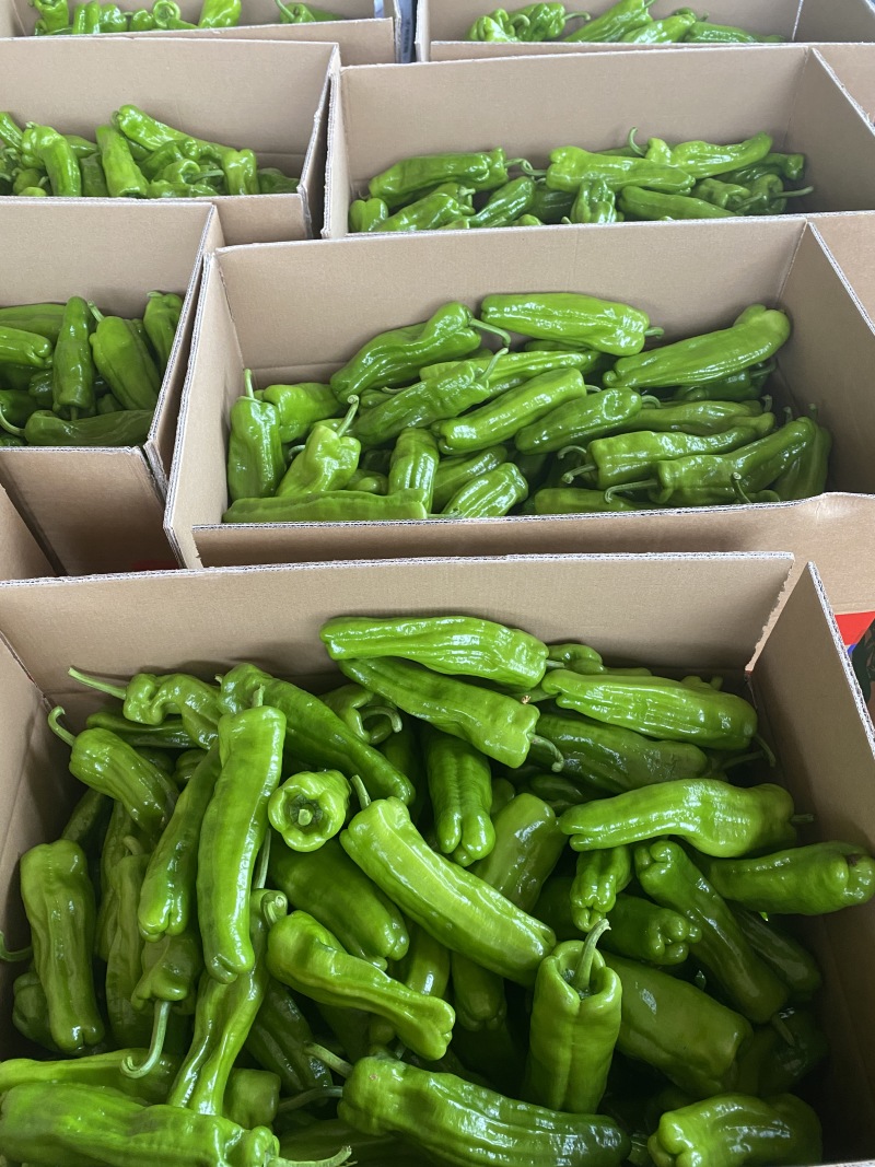 广东徐闻精品芜湖椒泡王大量供应产地直发