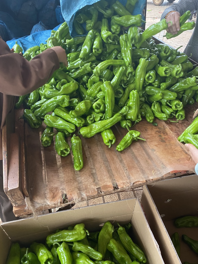 广东徐闻精品芜湖椒泡王大量供应产地直发