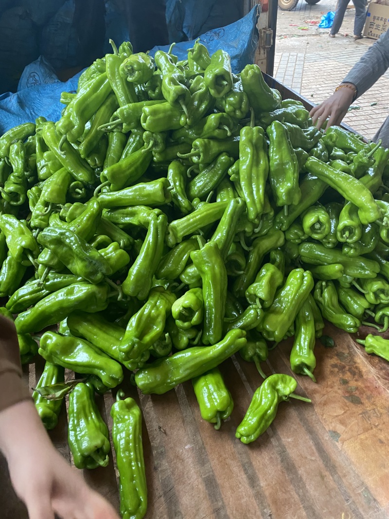 广东徐闻精品芜湖椒泡王大量供应产地直发