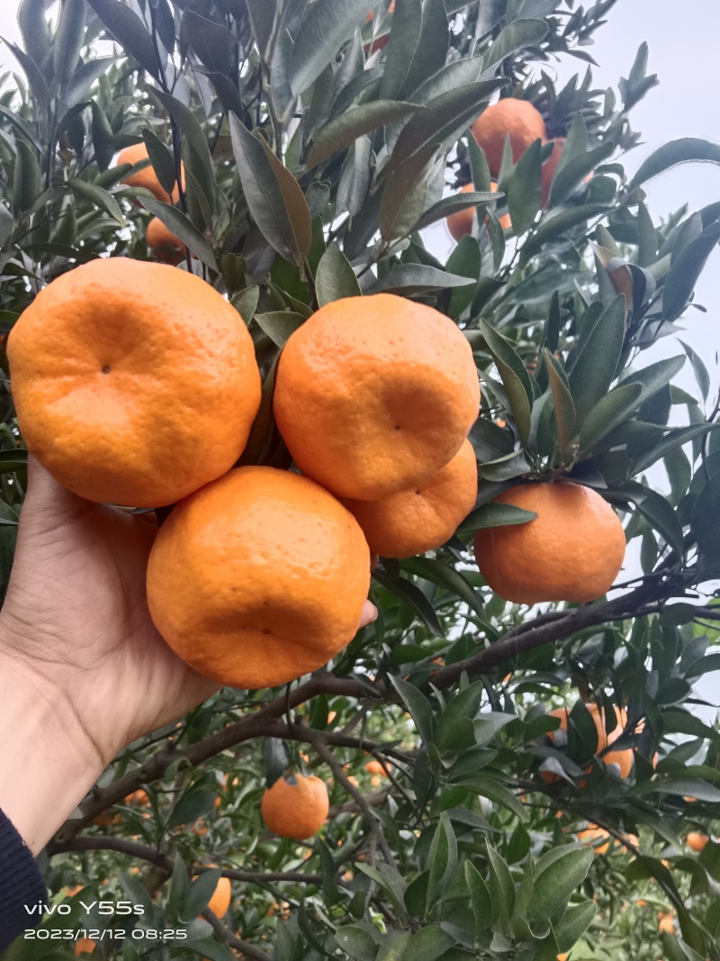 四川自贡荣县！碰柑大量上市中！欢迎各地老板前来