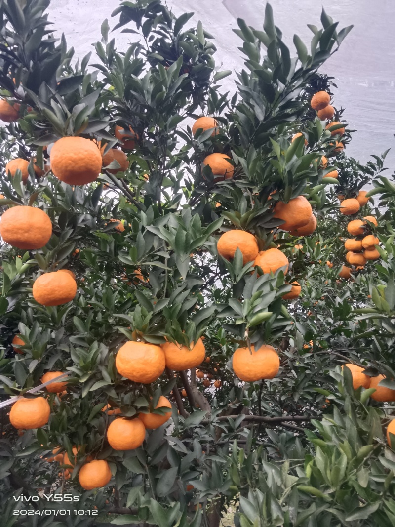 四川自贡荣县！碰柑大量上市中！欢迎各地老板前来