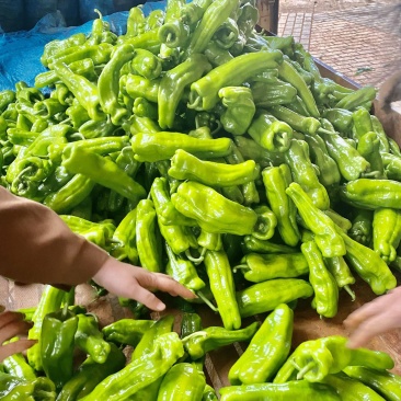 广东徐闻精品芜湖椒泡王大量供应产地直发