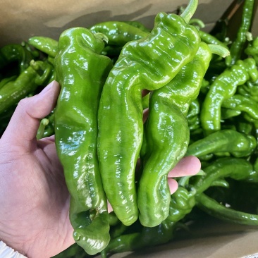 【推荐】广东徐闻精品螺丝椒大量供应产地直发全国