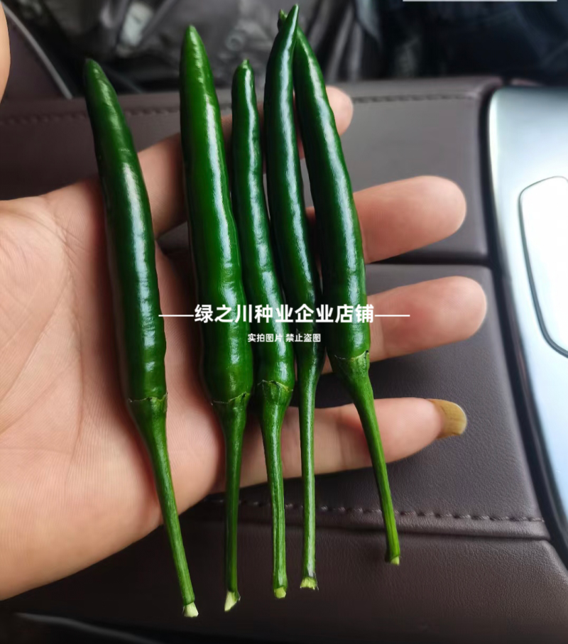 红天下8号辣椒种子大果高产青红两用朝天椒种子大号早熟顺直