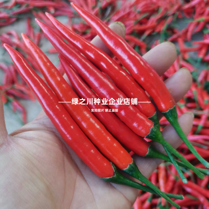 红天下8号辣椒种子大果高产青红两用朝天椒种子大号早熟顺直