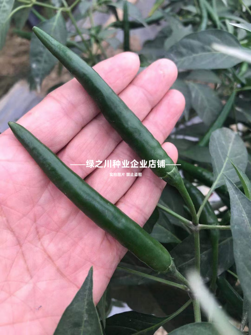红天下8号辣椒种子大果高产青红两用朝天椒种子大号早熟顺直