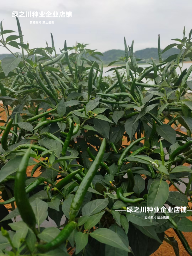 红天下8号辣椒种子大果高产青红两用朝天椒种子大号早熟顺直