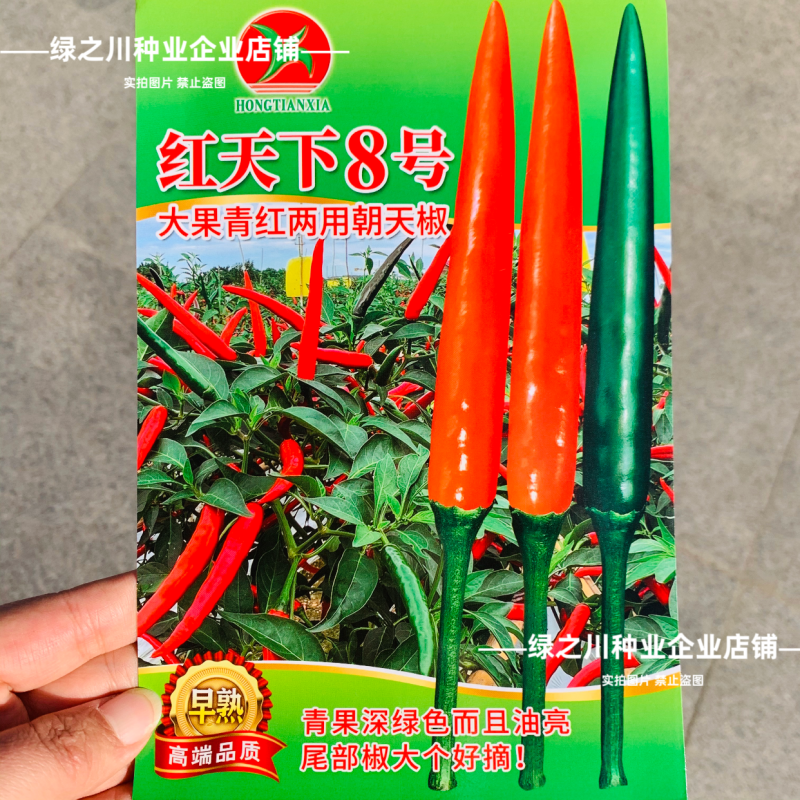 红天下8号辣椒种子大果高产青红两用朝天椒种子大号早熟顺直
