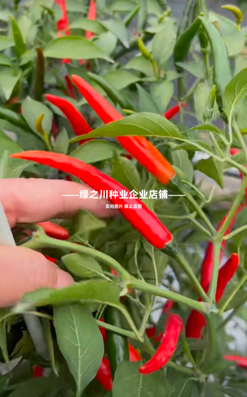 红天下8号辣椒种子大果高产青红两用朝天椒种子大号早熟顺直