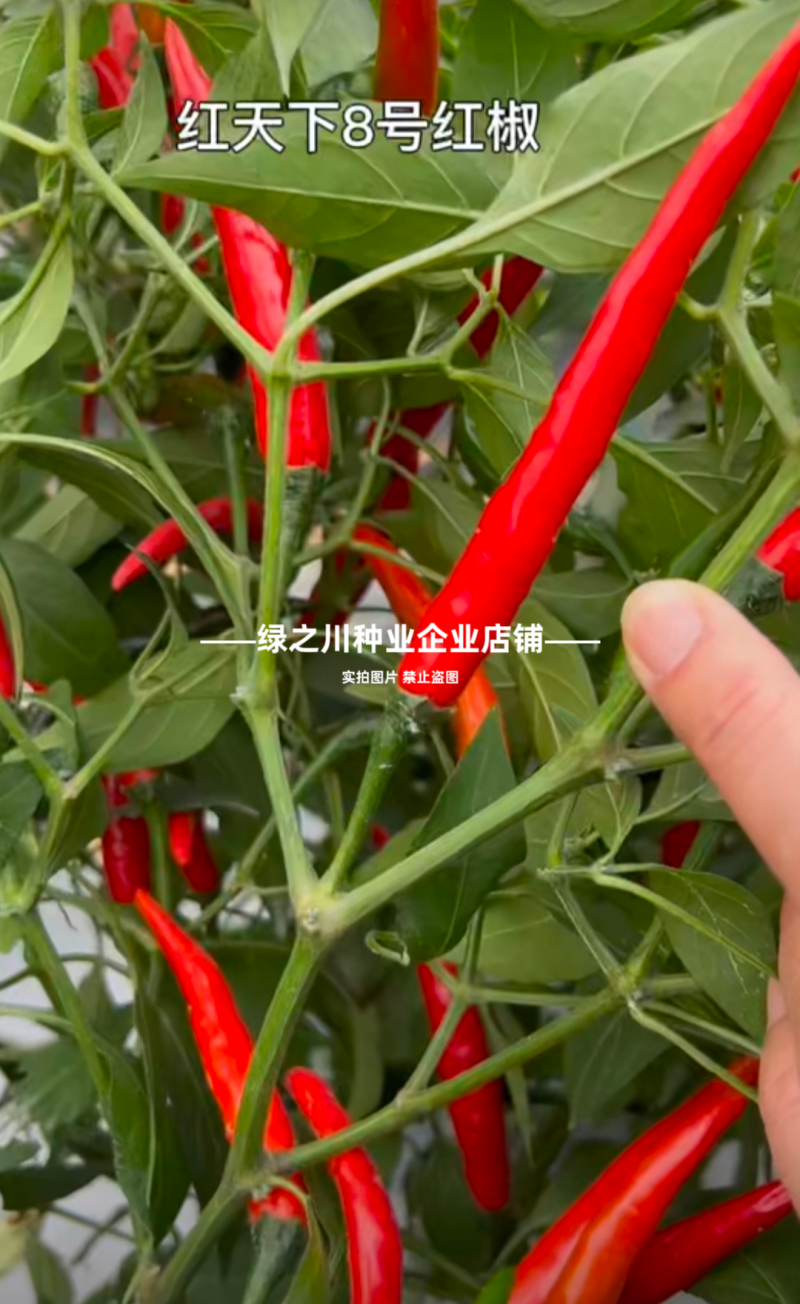红天下8号辣椒种子大果高产青红两用朝天椒种子大号早熟顺直