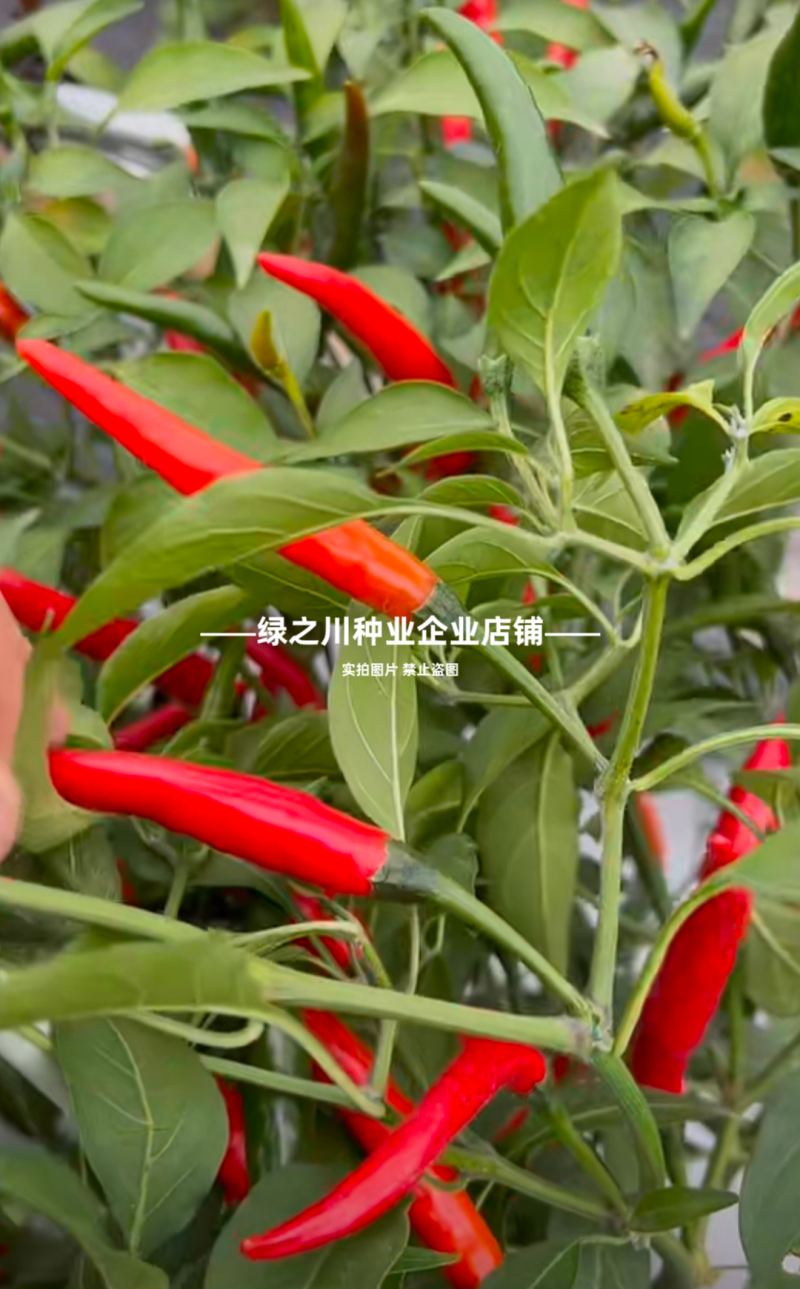 红天下8号辣椒种子大果高产青红两用朝天椒种子大号早熟顺直